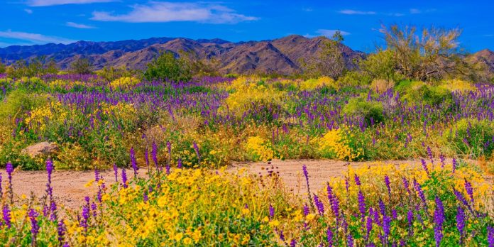 La Californie connaîtra-t-elle une super floraison en 2025?
