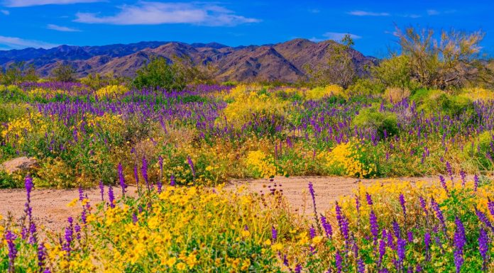 La Californie connaîtra-t-elle une super floraison en 2025?
