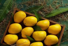 Découvrez la joie de la saison de mangue à travers l'Inde en 2025
