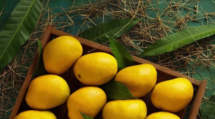 Découvrez la joie de la saison de mangue à travers l'Inde en 2025
