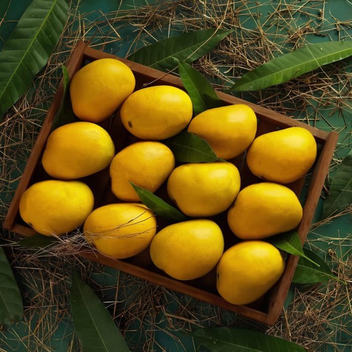 Découvrez la joie de la saison de mangue à travers l'Inde en 2025
