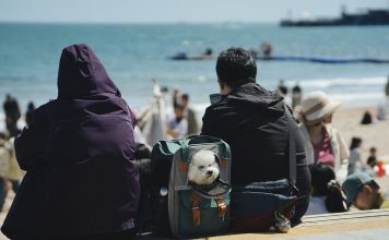 Le Brexit a compliqué les voyages avec un animal de compagnie entre le Royaume-Uni et l'UE, mais de nouvelles règles pourraient changer cela
