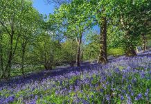 Pétales de guérison: pourquoi la saison des fleurs de printemps en Europe est la thérapie naturelle dont vous ne saviez pas que vous aviez besoin

