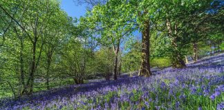 Pétales de guérison: pourquoi la saison des fleurs de printemps en Europe est la thérapie naturelle dont vous ne saviez pas que vous aviez besoin
