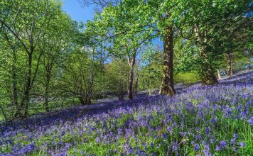 Pétales de guérison: pourquoi la saison des fleurs de printemps en Europe est la thérapie naturelle dont vous ne saviez pas que vous aviez besoin
