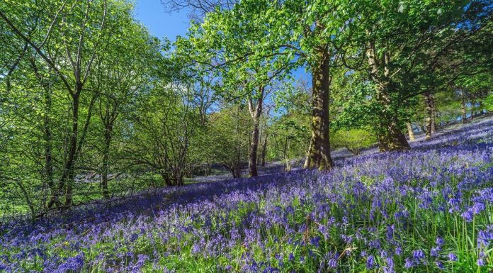 Pétales de guérison: pourquoi la saison des fleurs de printemps en Europe est la thérapie naturelle dont vous ne saviez pas que vous aviez besoin
