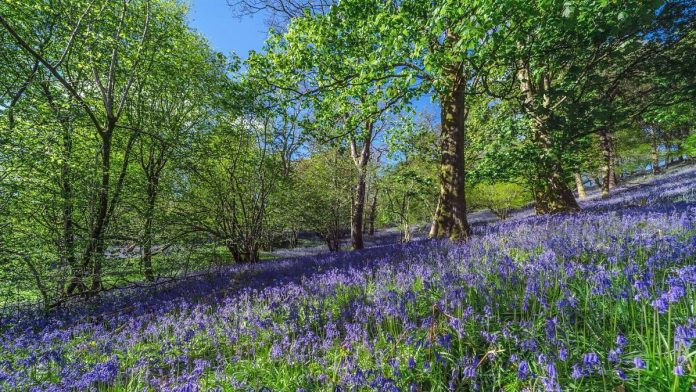 Pétales de guérison: pourquoi la saison des fleurs de printemps en Europe est la thérapie naturelle dont vous ne saviez pas que vous aviez besoin
