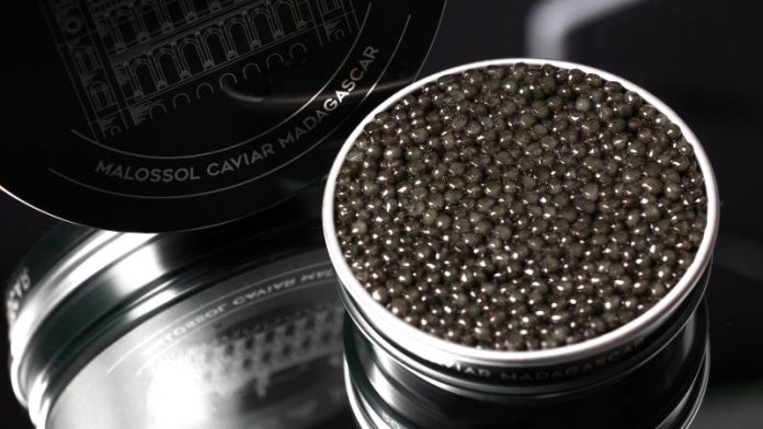 À plus de 10 000 $ par kilogramme, le premier caviar d'Afrique surprend l'industrie alimentaire de luxe
