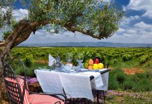 Viticulture au Maroc
