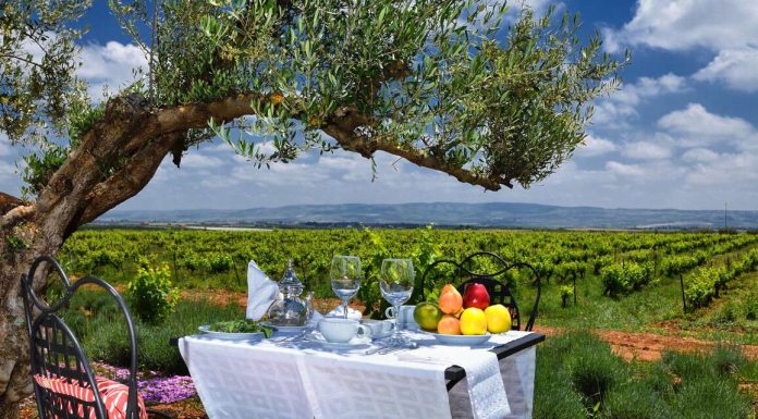 Viticulture au Maroc
