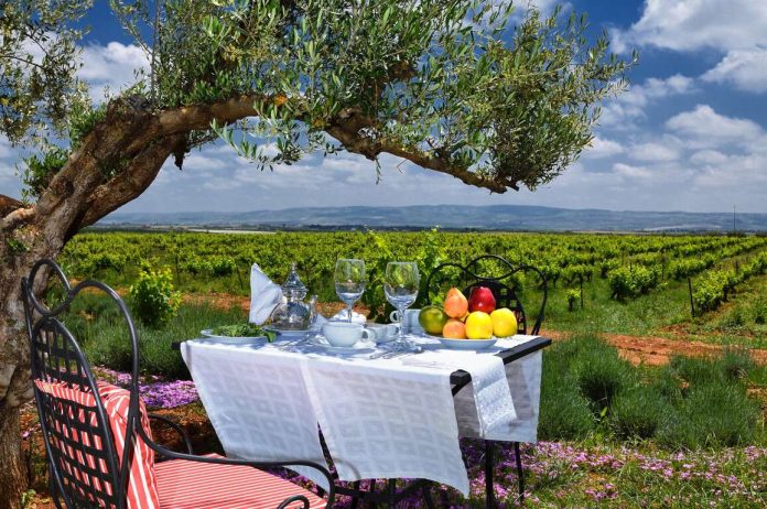 Viticulture au Maroc
