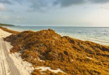 Comment les algues brunes des Sargasse peuvent affecter vos vacances à la plage
