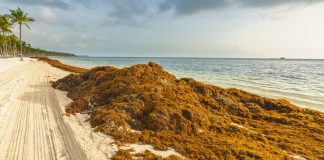 Comment les algues brunes des Sargasse peuvent affecter vos vacances à la plage
