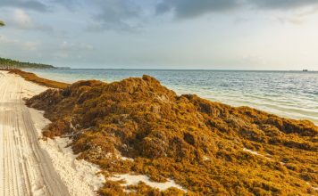 Comment les algues brunes des Sargasse peuvent affecter vos vacances à la plage
