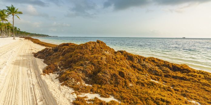 Comment les algues brunes des Sargasse peuvent affecter vos vacances à la plage

