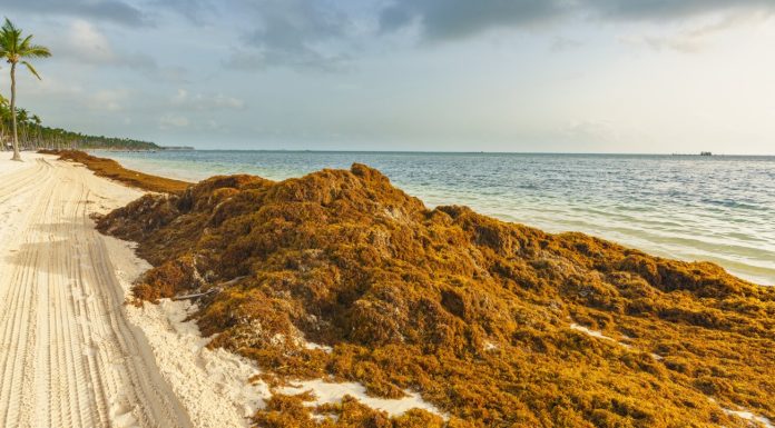 Comment les algues brunes des Sargasse peuvent affecter vos vacances à la plage
