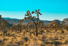 Pouvez-vous visiter les parcs nationaux pendant la fermeture de 2025 ? Pouvez-vous visiter les parcs nationaux pendant la fermeture de 2025 ?