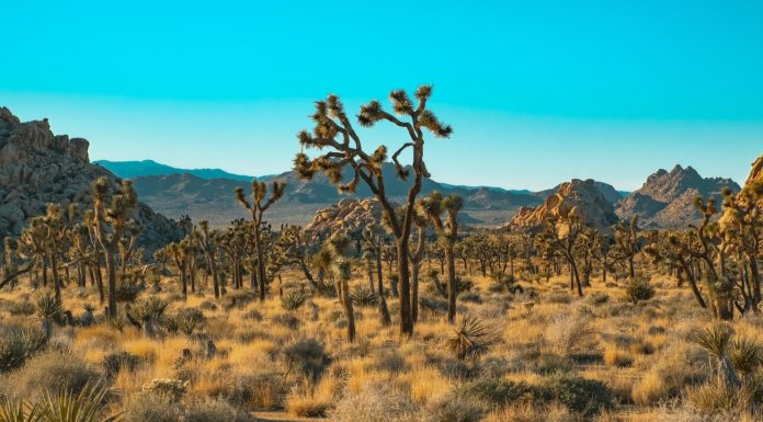 Pouvez-vous visiter les parcs nationaux pendant la fermeture de 2025 ?
