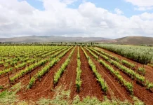 Expérience viticole du Val d'Argan Expérience viticole du Val d'Argan