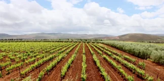 Expérience viticole du Val d'Argan
