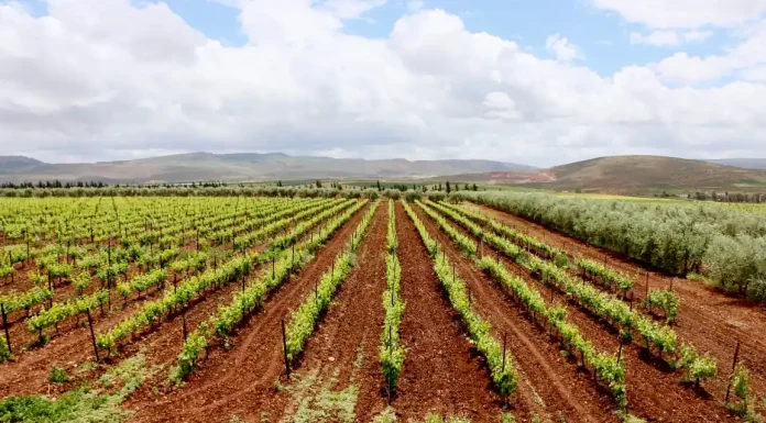 Expérience viticole du Val d'Argan
