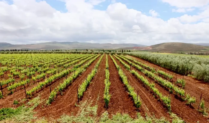 Expérience viticole du Val d'Argan

