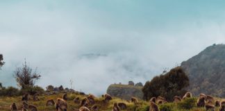 Simien Mountains guide 