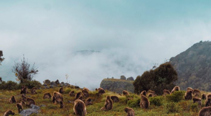 Comment visiter les singes Gelada en Ethiopie Simien Mountains guide