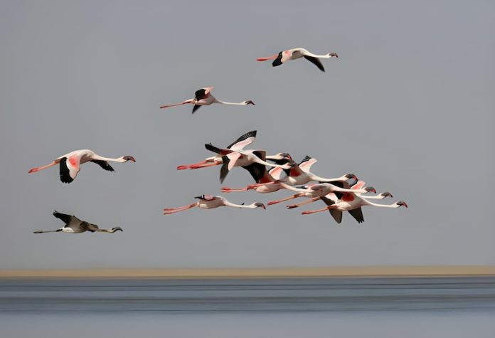 Birdwatching Tours in Morocco