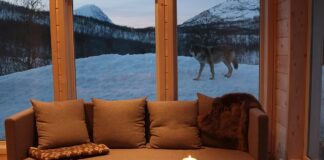Abandonner l'hôtel pour un zoo ? Meilleures destinations européennes pour une nuit endiablée
