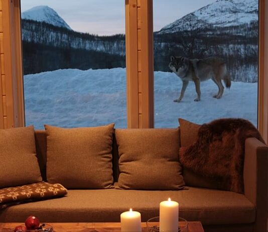 Abandonner l'hôtel pour un zoo ? Meilleures destinations européennes pour une nuit endiablée
