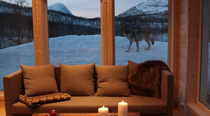 Abandonner l'hôtel pour un zoo ? Meilleures destinations européennes pour une nuit endiablée
