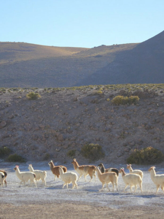 Visiter l'endroit le plus sec du monde : San Pedro de Atacama
